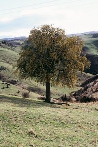 South Island Kowhai